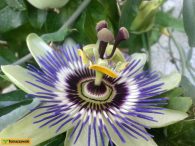 Passiflora – kwitnące pnącze do domu