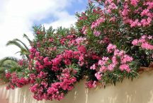 Oleander: jak uprawiać i pielęgnować