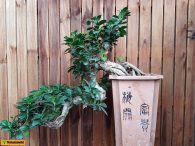 Bonsai: o roślinie lipca akapitów kilka