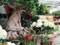 Bonsai: sekrety uprawy i pielęgnacji miniaturowego drzewka