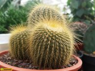 Kaktusy: co należy o nich wiedzieć?
