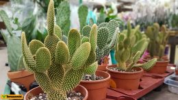 Kaktusy: jak przesadzać?