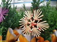 Cyprysik czy świerk, czyli bożonarodzeniowe drzewko w miniaturze