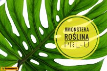 Rośliny z PRL-u – Monstera