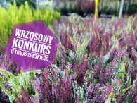 Wrzosy u Tomaszewskiego – konkurs