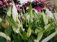 Skrzydłokwiat – rośliny oczyszczające powietrze