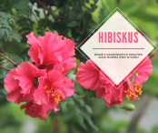 Hibiskus – pielęgnacja i uprawa w domu