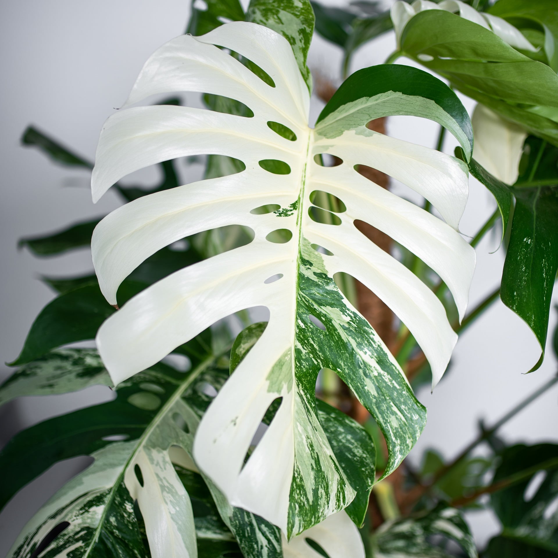 Rzadkie rośliny doniczkowe – kolekcjonerskie odmiany na które warto zwrócić uwagę
