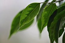 Ficus, Figowiec, Fikus – stały bywalec domowych wnętrz w wielu odsłonach