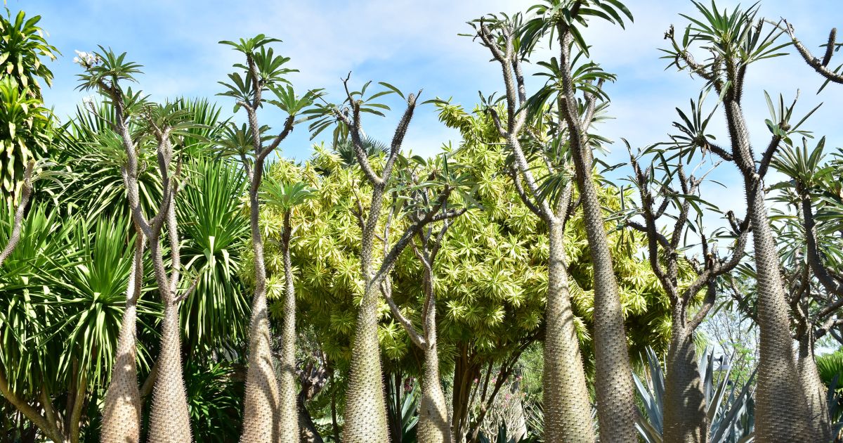 Pachypodium