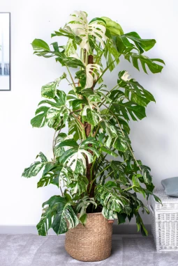 Monstera w domu